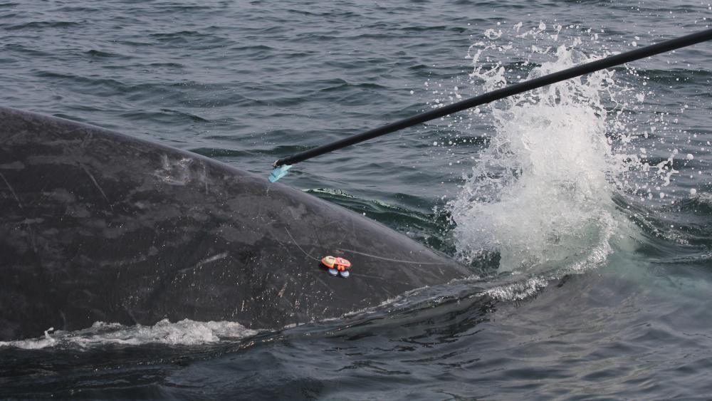 To track right whales this spring, researchers will use a benign suction cup to attach a digital tag tag to the flank of the whales. This photo shows the same type of tag used for humpback whale research.   Credit: Center for Coastal Studies/NOAA under NMFS permit no. 27272