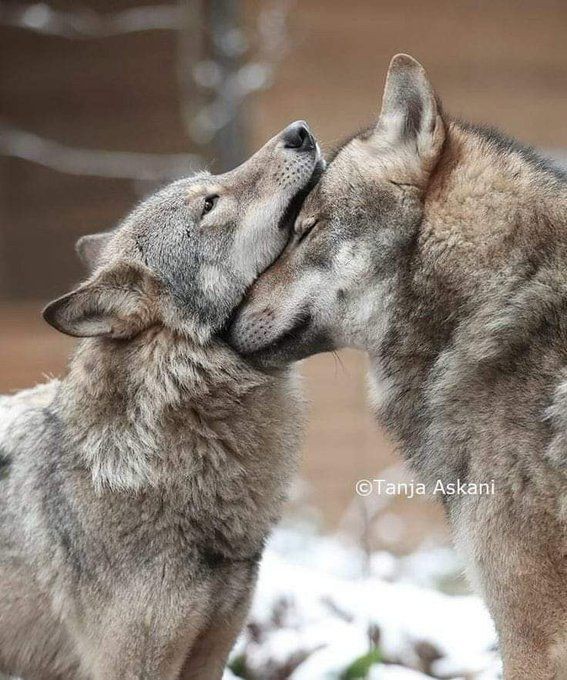 WOLVES🐾 on Tumblr