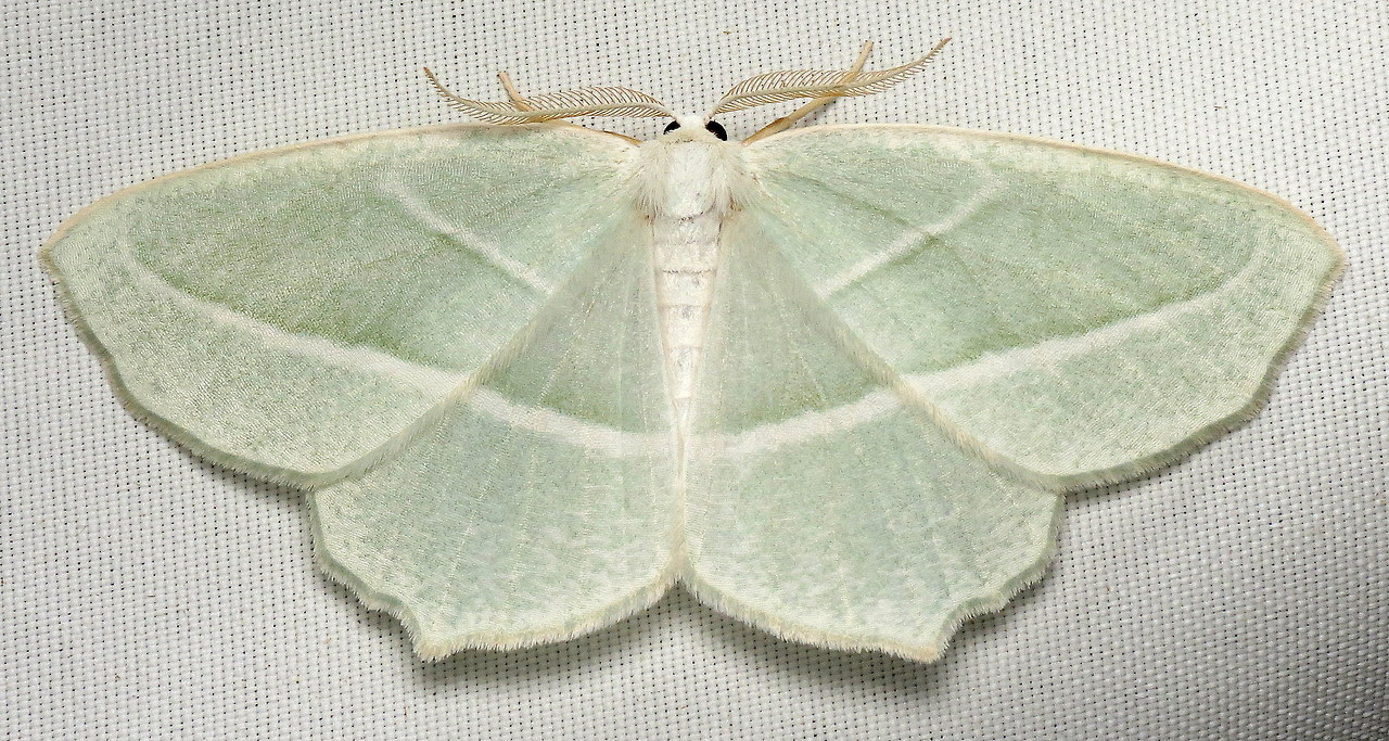 Bug of the DayThe Pale Beauties (Campaea perlata) have started to emerge. Here’s a nice minty one :-).