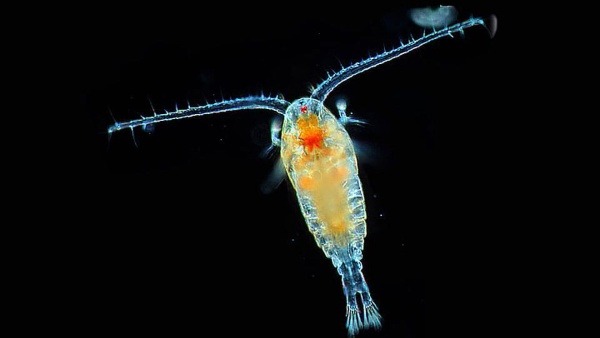 Copepods (tiny crustaceans), like this one viewed under a microscope, are important zooplankton at the base of the marine food web.   Credit: NASA