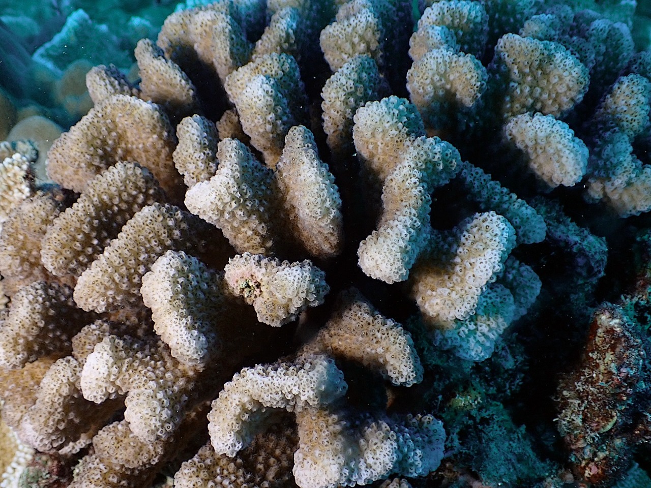 A coral with short stubby knobs that resemble the shape of a cauliflower, known as cauliflower coral.  Credit: Rachel Plunkett/NOAA