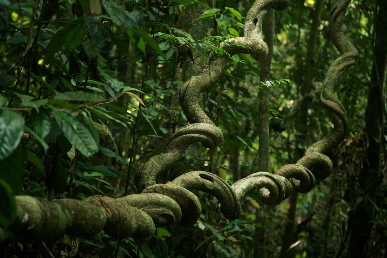 quickwitter:
“ TWISTED VINES IN RAINFOREST
Malaysian Borneo, Southeast Asia
Ninety per cent of the world’s vine species grow in tropical rainforests. Lianas are a type of climbing vine found throughout tropical rainforests. They have thick, woody...