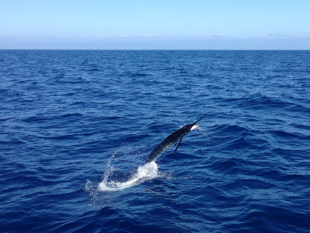 Pacific Blue Marlin, Baja California