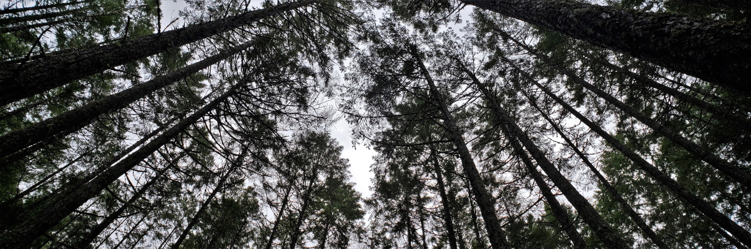 Up, up & away….
Colliery Dam, Vancouver Island, Canada