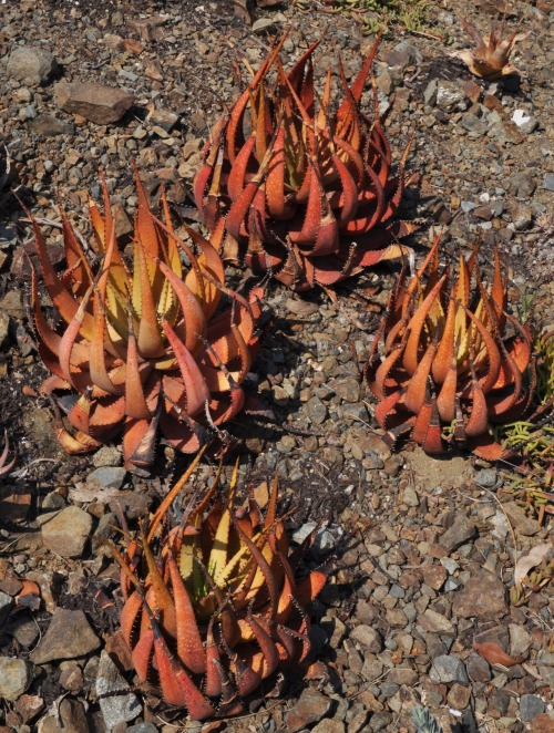 ruthbancroftgarden:
“ Aloe microstigma
During dry spells, Aloe microstigma can look fire-roasted, as seen with these plants from southeast of Laingsburg, on the southern edge of South Africa’s Great Karoo region. The way the leaves color up and pull...