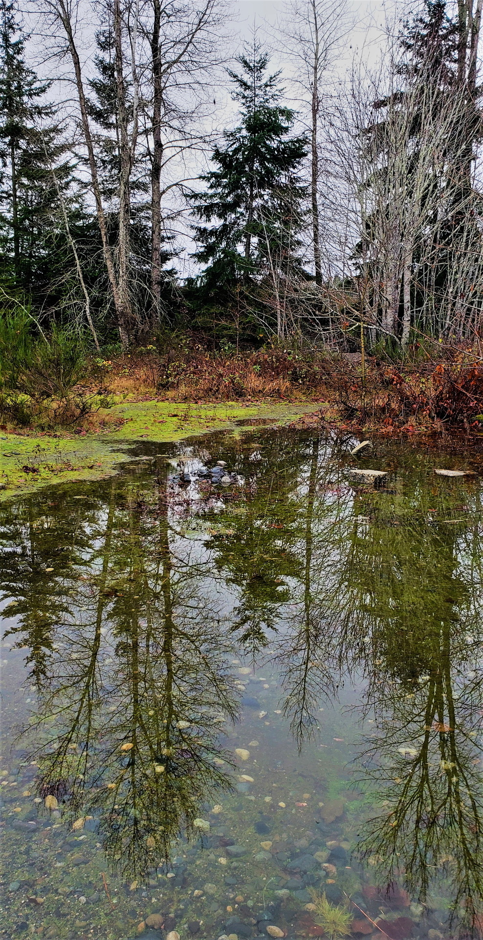 Puddled
Vancouver Island, Canada