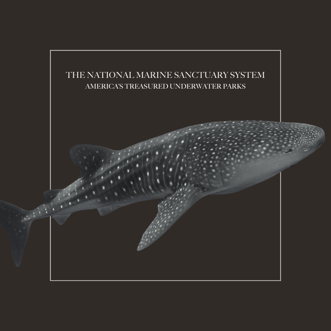 Graphic of a whale shark.