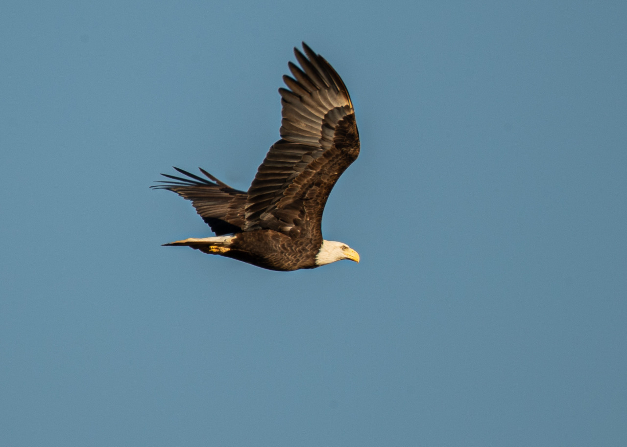 A bald eagle in flight.  Credit: Nick Zachar/NOAA