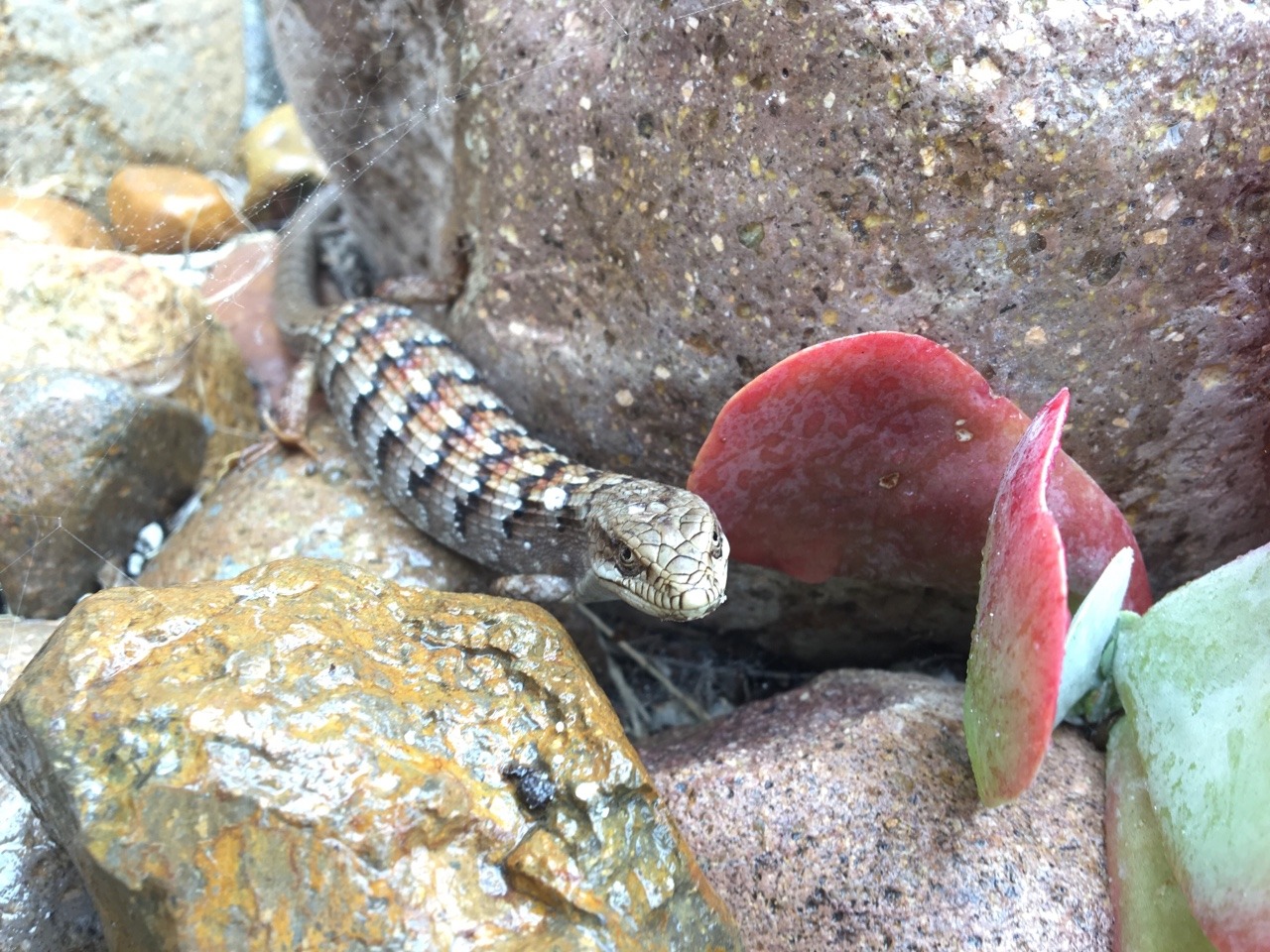 Alligator Lizard