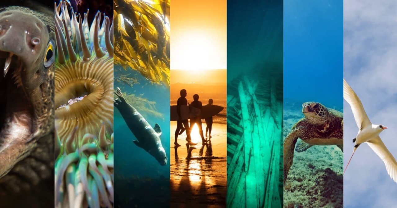 Incredible images captured during the 2020 and 2021 Get Into Your Sanctuary Photo Contests from across the National Marine Sanctuary System. Image credit from left to right: Bruce Sudweeks; Kaelyn De Young; Stefanie Flax; Meg McWhinney; Marc Hoeksema; Bill Pigott; Anna Mikkelsen.