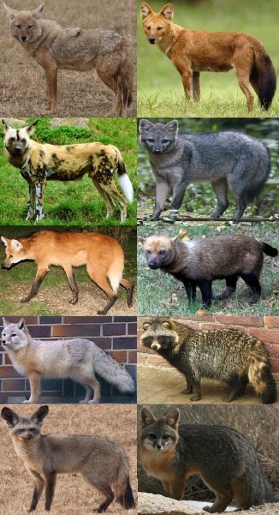 “Major extant canid genera left-to-right, top-to-bottom: Canis, Cuon, Lycaon, Cerdocyon, Chrysocyon, Speothos, Vulpes, Nyctereutes, Otocyon and Urocyon.”