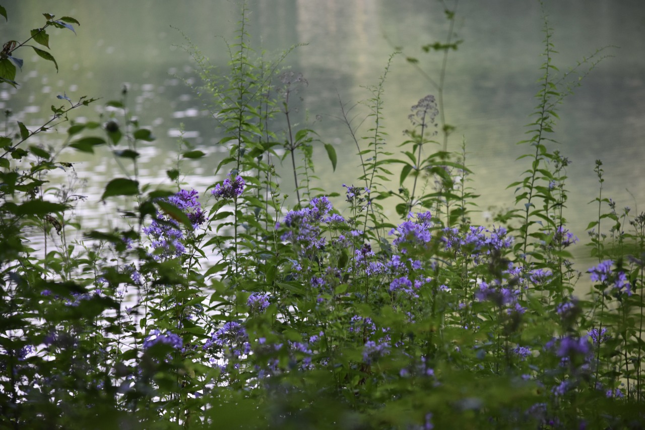 thetwilightgarden:
“wild phlox by lake by Molly Dean
http://www.mollydean.com/TwilightGarden.html
”