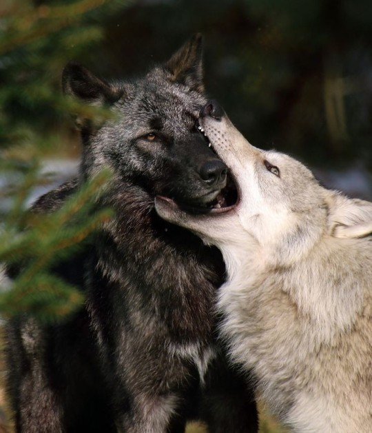 WOLVES🐾 on Tumblr