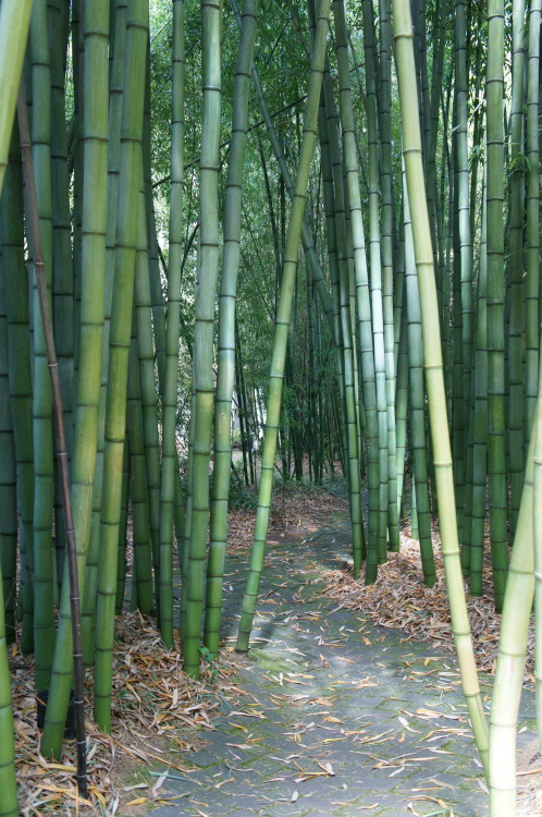 flora-file:
“Bamboo Giant Nursery, Aptos CA
“ (by flora-file)
” ”