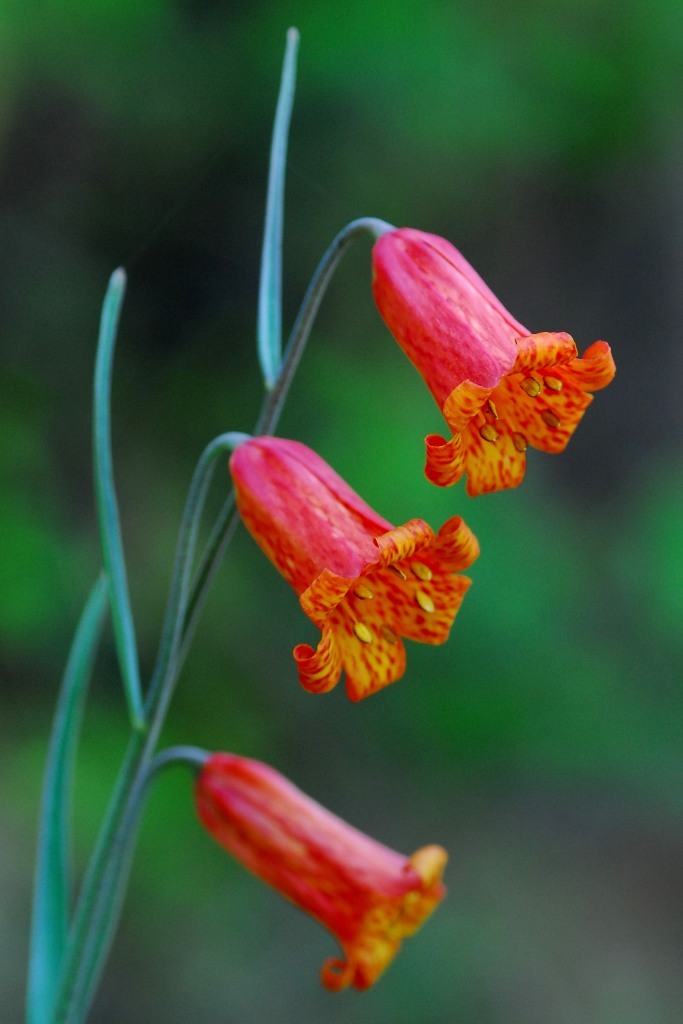 Scarlet Fritillary (Fritillaria recurva) (by mdv_graupe)