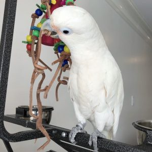 Goffins Cockatoo for sale