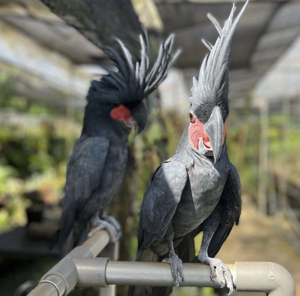 Black Palm Cockatoo for Sale