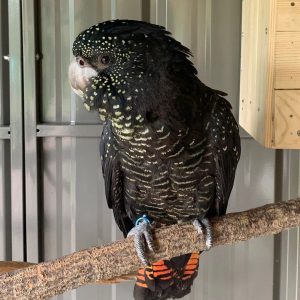 Red Tailed Black Cockatoo