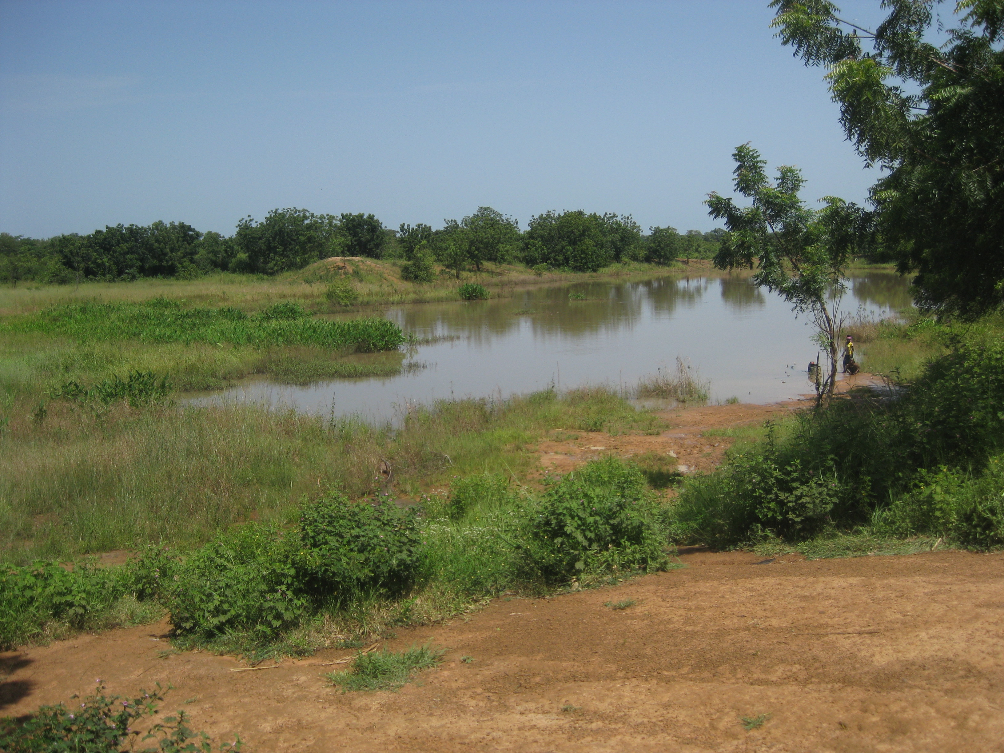 The Jerigu Dugout- a shallow, stagnant, mad-made pond.  This is their only source of water.