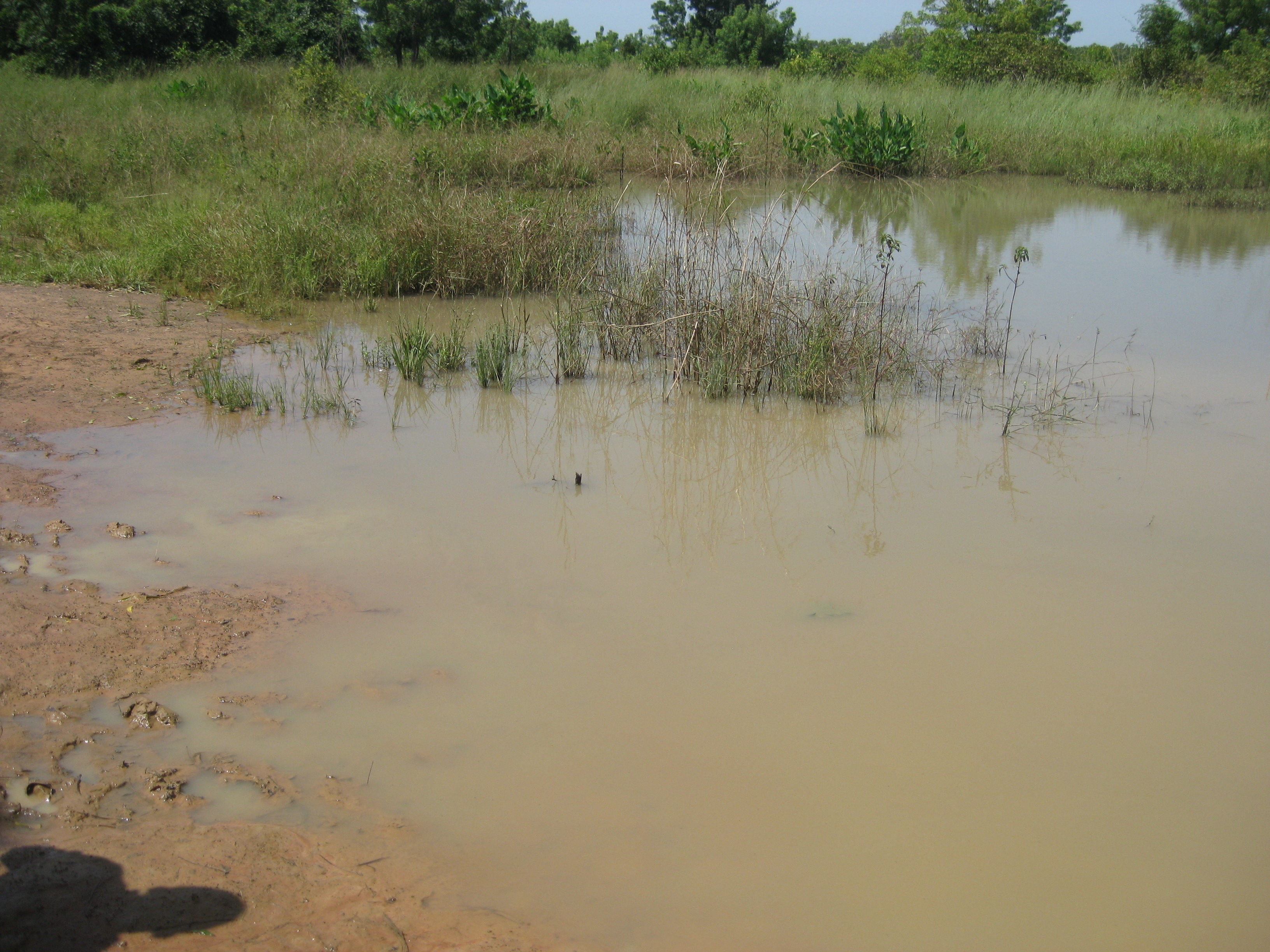 Close up of the Jerigu dugout.  People frequently ask us what water the people villages were drinking before we got there, well, this is it. 