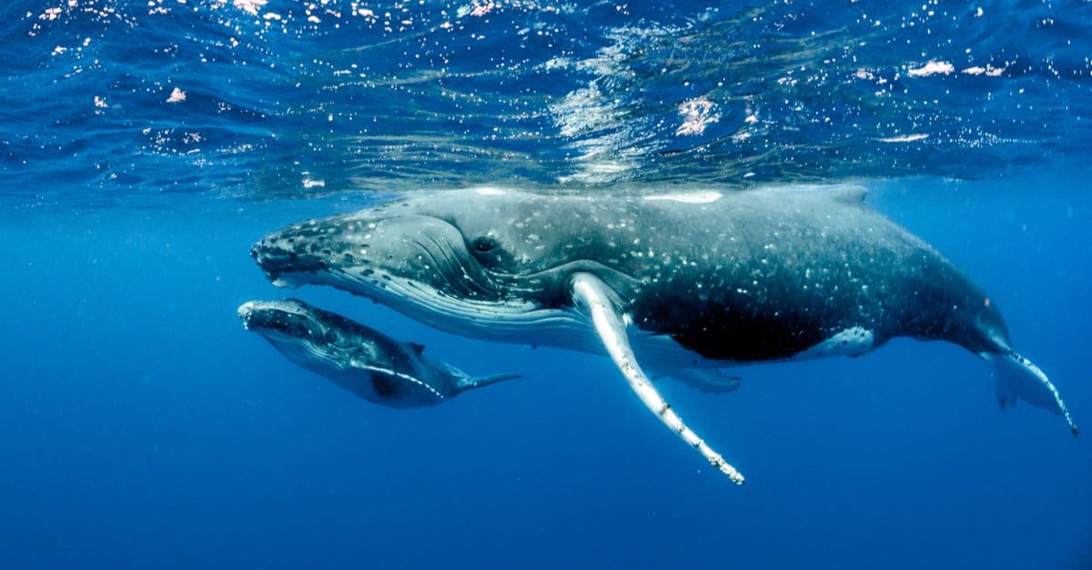 Baby Whales: 5 Pictures and 5 Facts - A-Z Animals