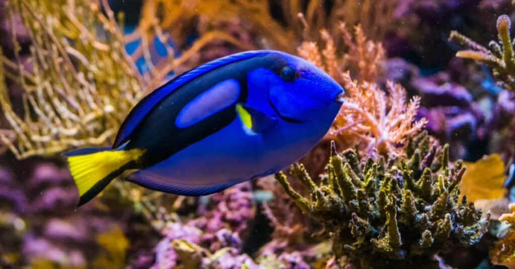 Blue Animals - Royal Blue Tang