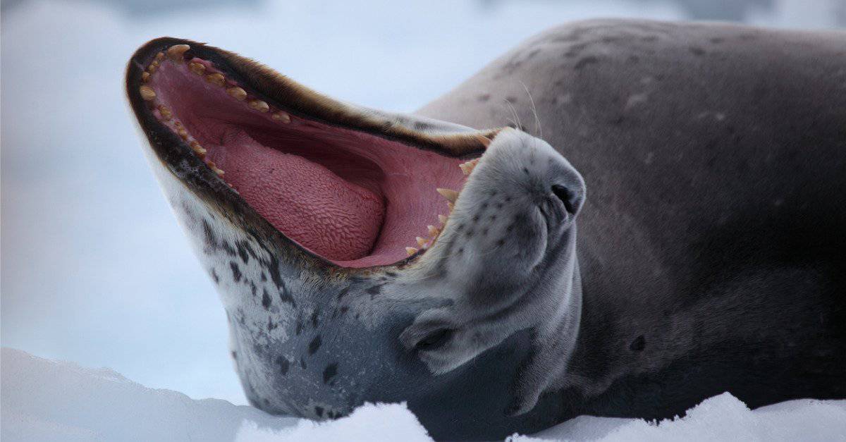 Amazing Penguin vs Hungry Leopard Seal Pursuit Caught on Film - See for ...