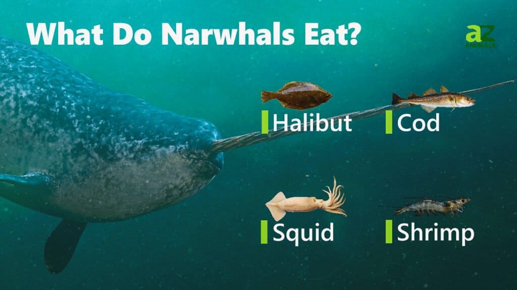 Narwhals Eating Fish