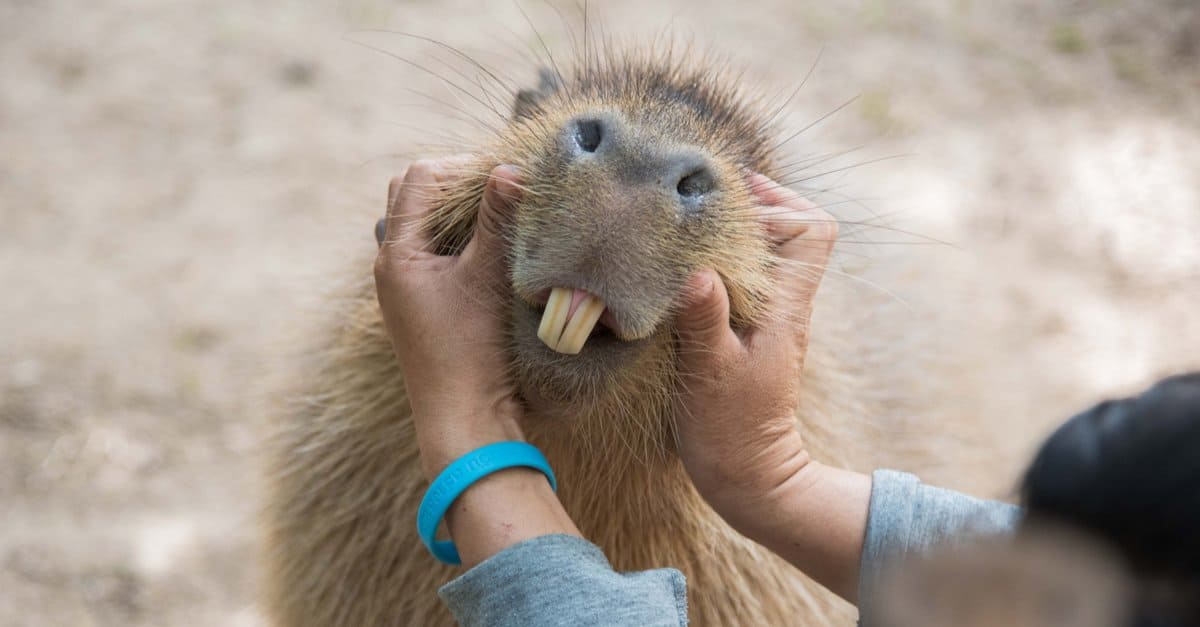 Capybara pet florida - Capybara