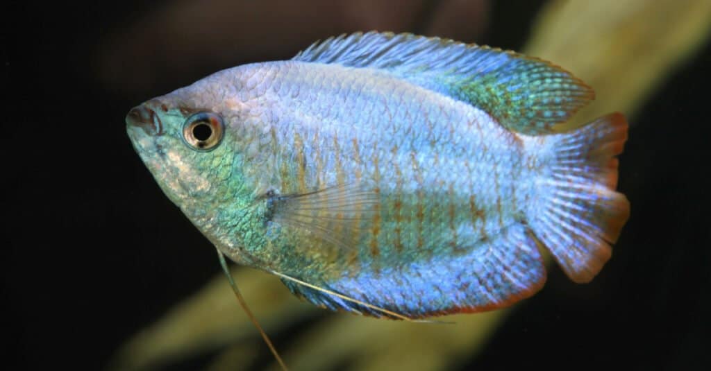 Blue Fish - Blue Dwarf Gourami 