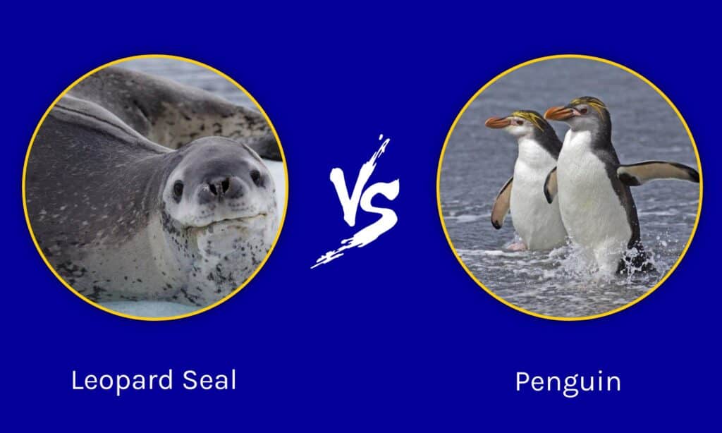 Leopard Seal vs Penguin: What's the Difference? - AZ Animals