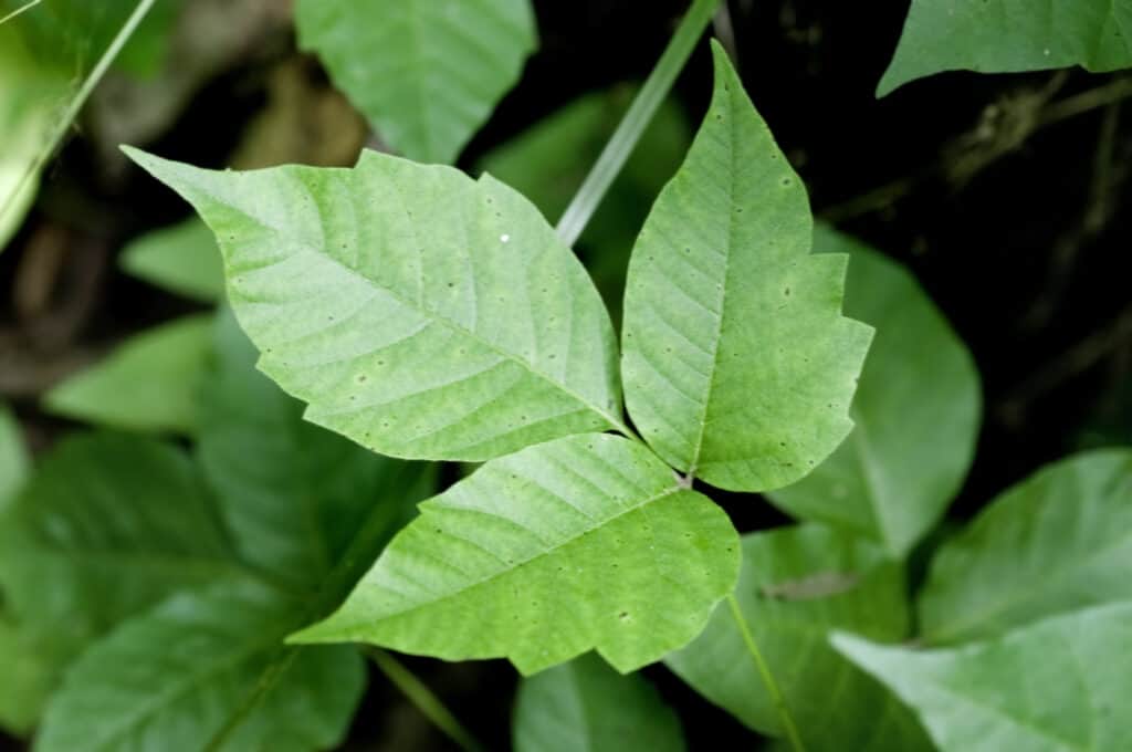 8 Effective Solutions That Kill Poison Ivy Permanently - A-Z Animals