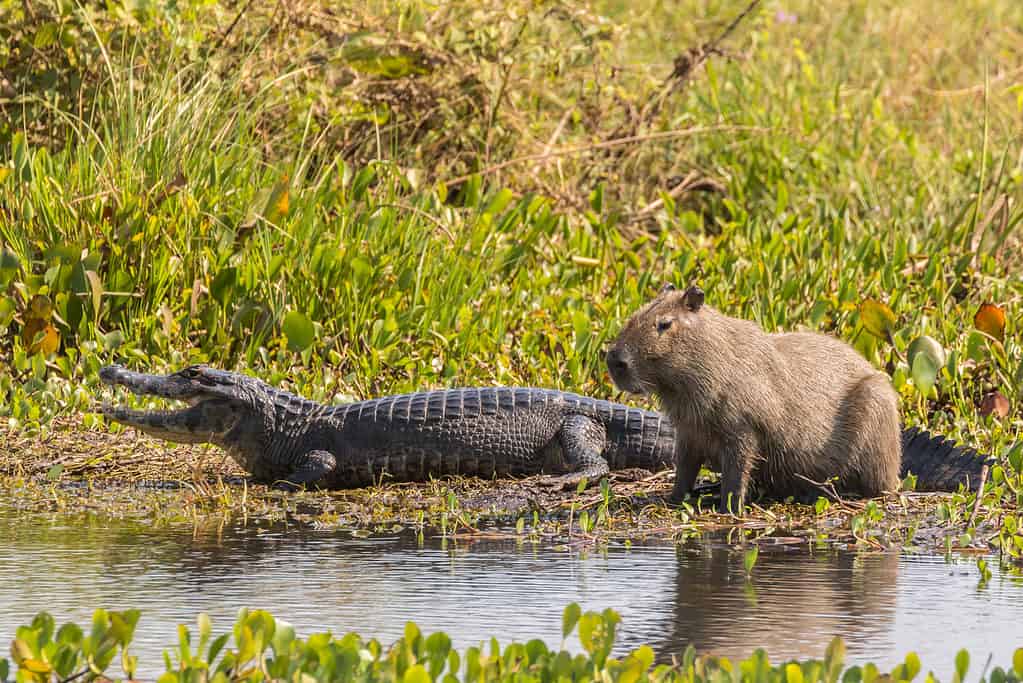 Capybara Prices in 2023: Purchase Cost, Supplies, Food, and More! - A-Z ...