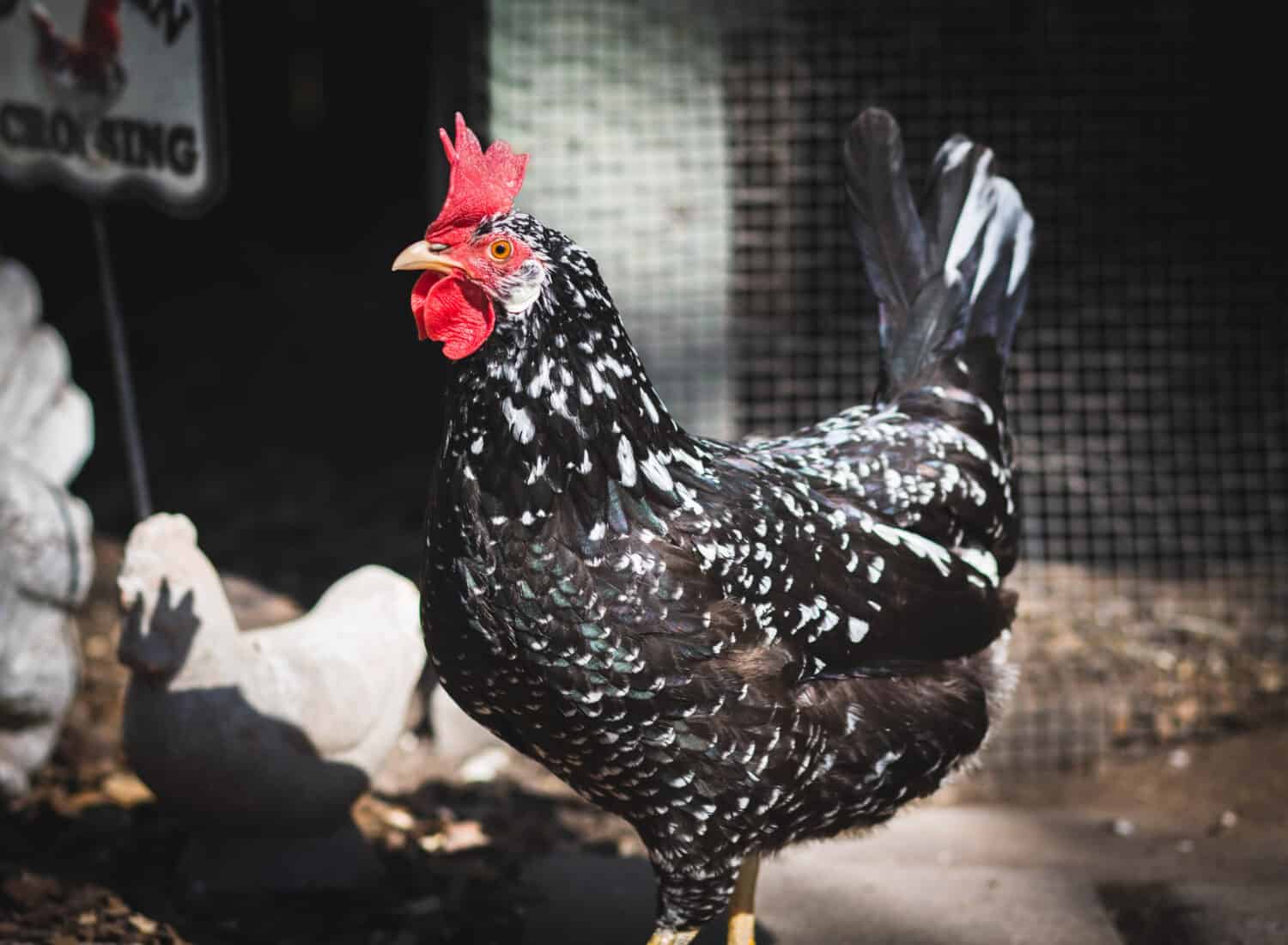 Black And White Chicken Images