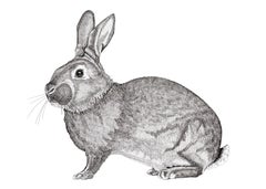 Bunny Rabbit Couchant