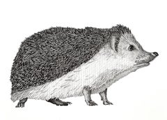 Hedgehog