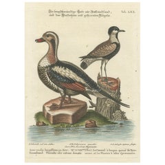 Engraving of the Long-Tailed Duck and Spur-Winged Lapwing by Seligmann, ca.1770