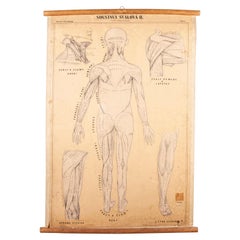 Antique Early 20th Century Czechoslovakian Educational Muscular System Chart