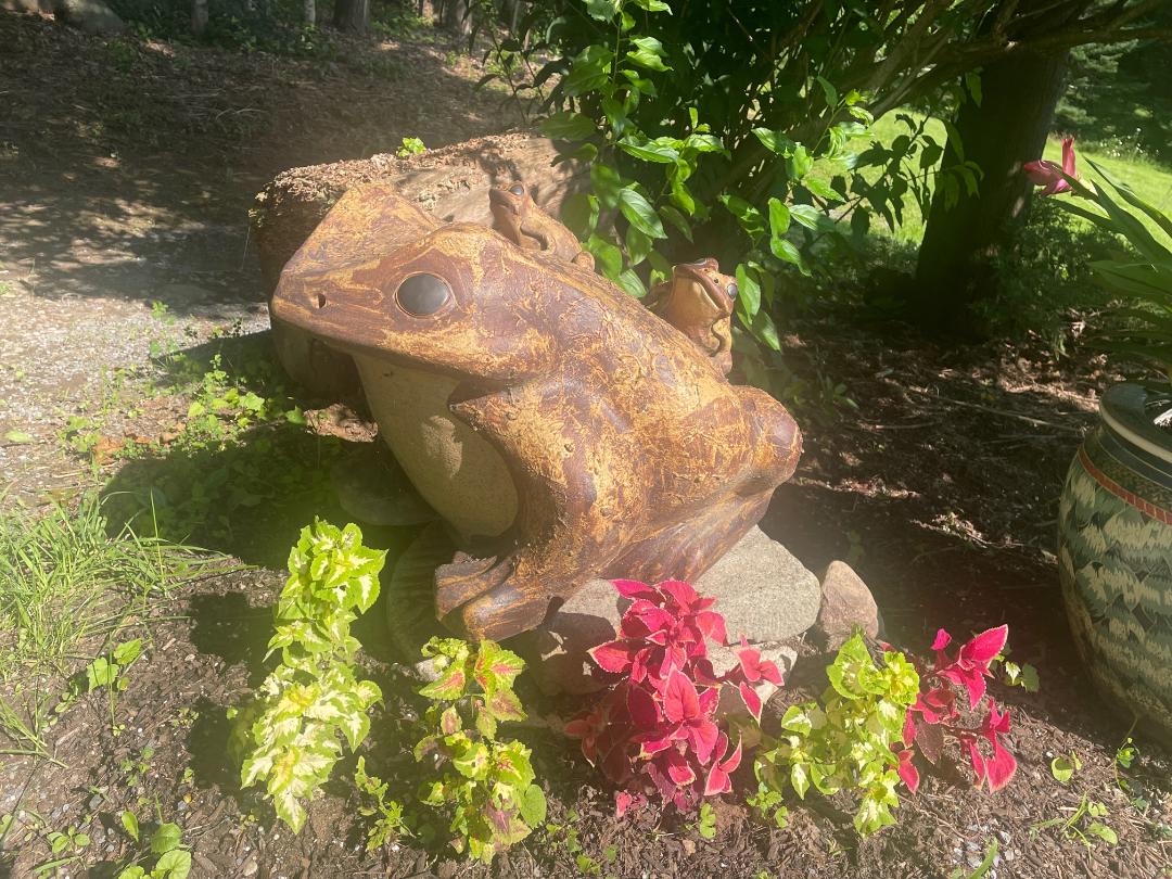 Japanese Massive Old Garden Frog and Family