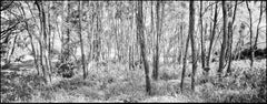 Woodland - panoramic black and white image with trees, fine art photography 2021