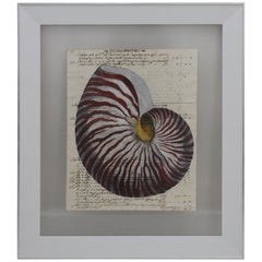 Painting of Red Nautilus on Manuscript Paper