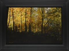 Goddelijk Licht Divine Light Oil Painting on Panel Nature Realism 2023 In Stock