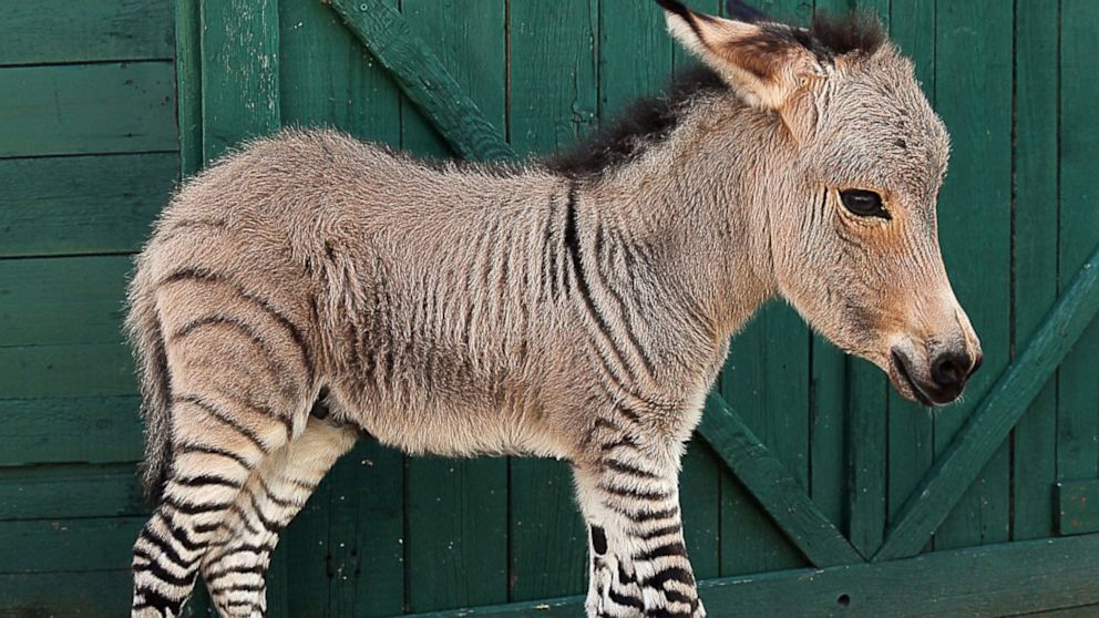 SPL_zebra_donkey_mthg_130725__16x9_992.jpg