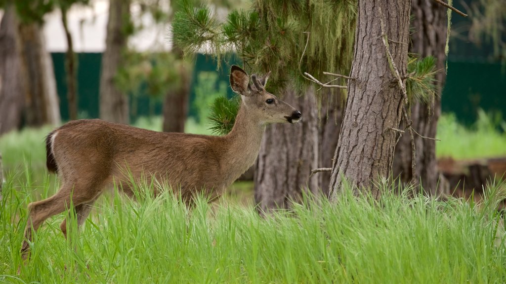 Monterey showing animals and forests