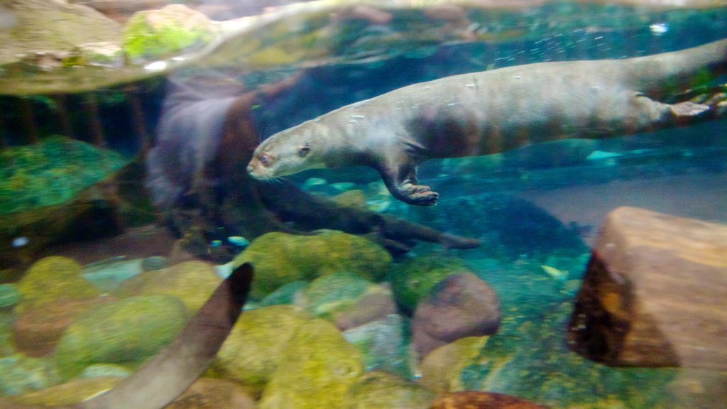 Dallas World Aquarium showing marine life