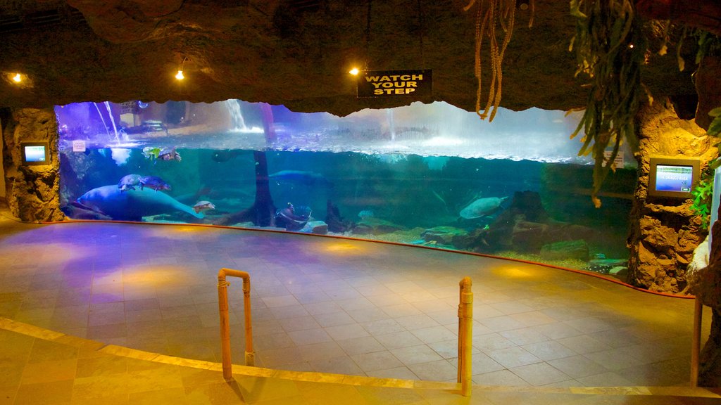 Dallas World Aquarium which includes marine life and interior views