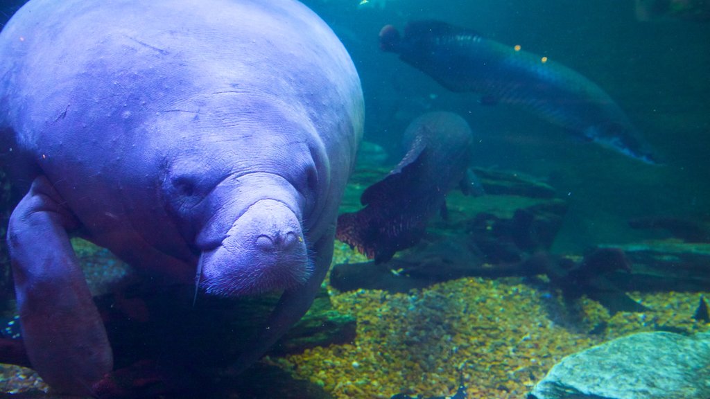 Dallas World Aquarium showing marine life