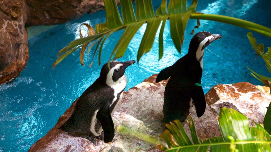 Dallas World Aquarium showing marine life and rugged coastline