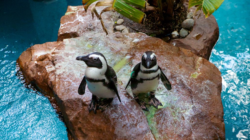 Dallas World Aquarium which includes marine life