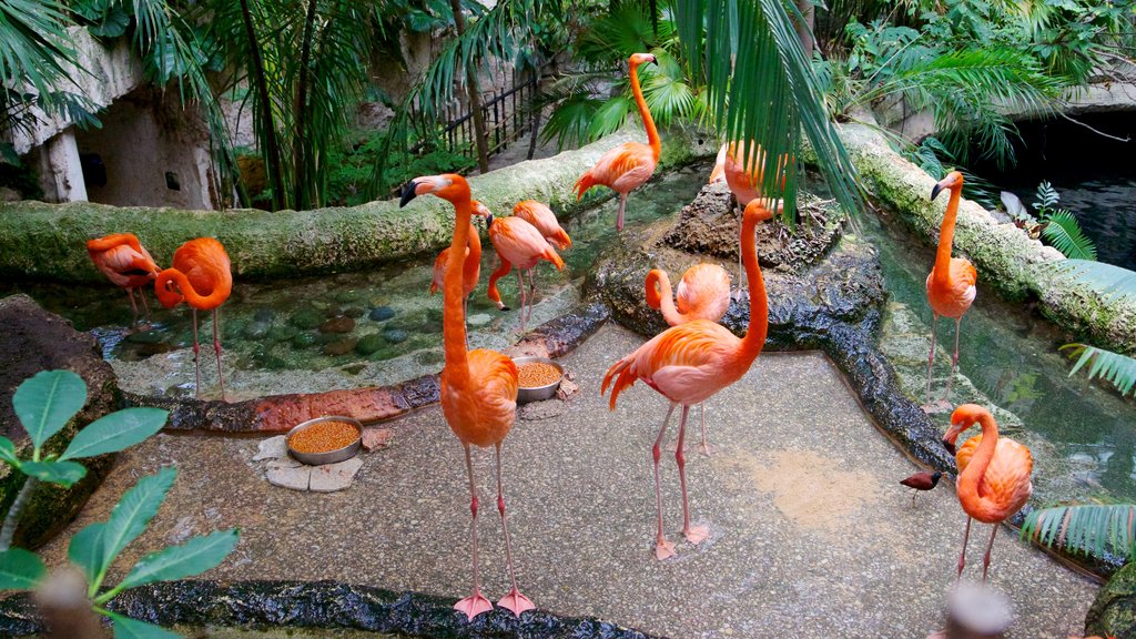 Dallas World Aquarium showing marine life, bird life and zoo animals